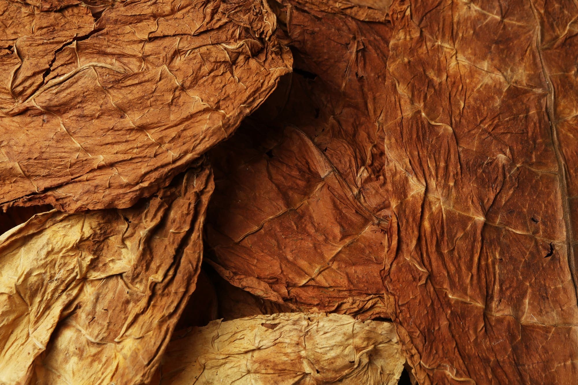 Cured flue-cured tobacco leaf ready for threshing into lamina